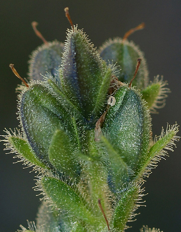 Veronica bellidioides / Veronica con foglie di margherita